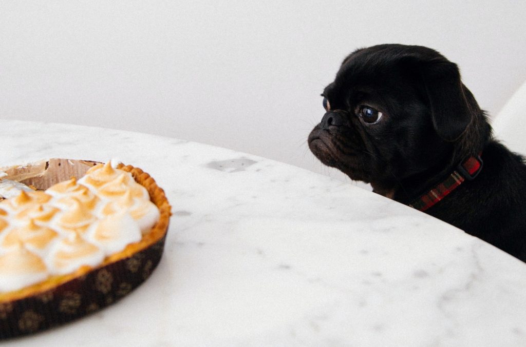 Dog staring at tempting treat